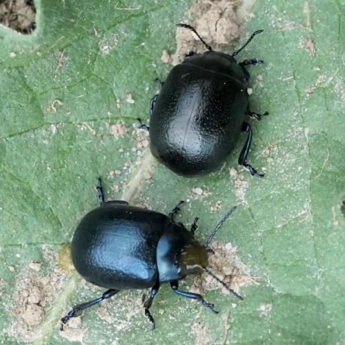 Chrysolina fuliginosa